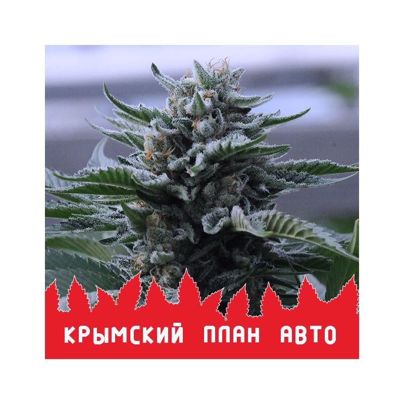 Крымский план Авто, Фасовка: 10